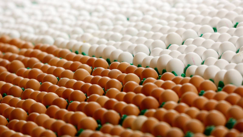 В крутую: потребление яиц в Украине упало на четверть - аналитика компании Pro-Consulting